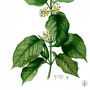 Gymnema-Botanical-90x90