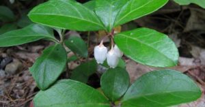 gaultheria-procumbens-flor