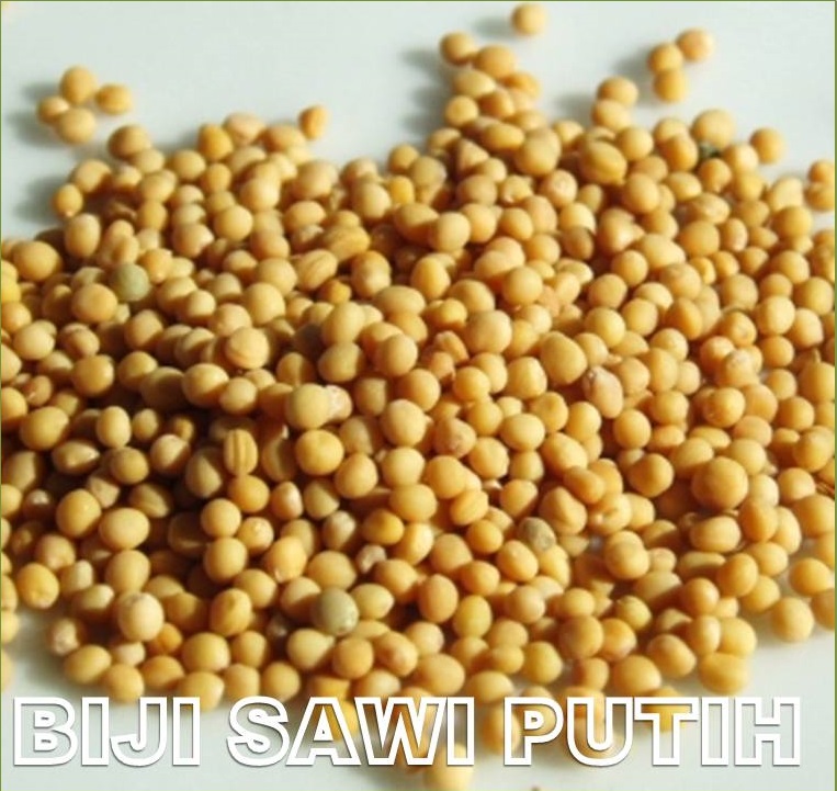 BIJI SAWI PUTIH – Petua & Tips