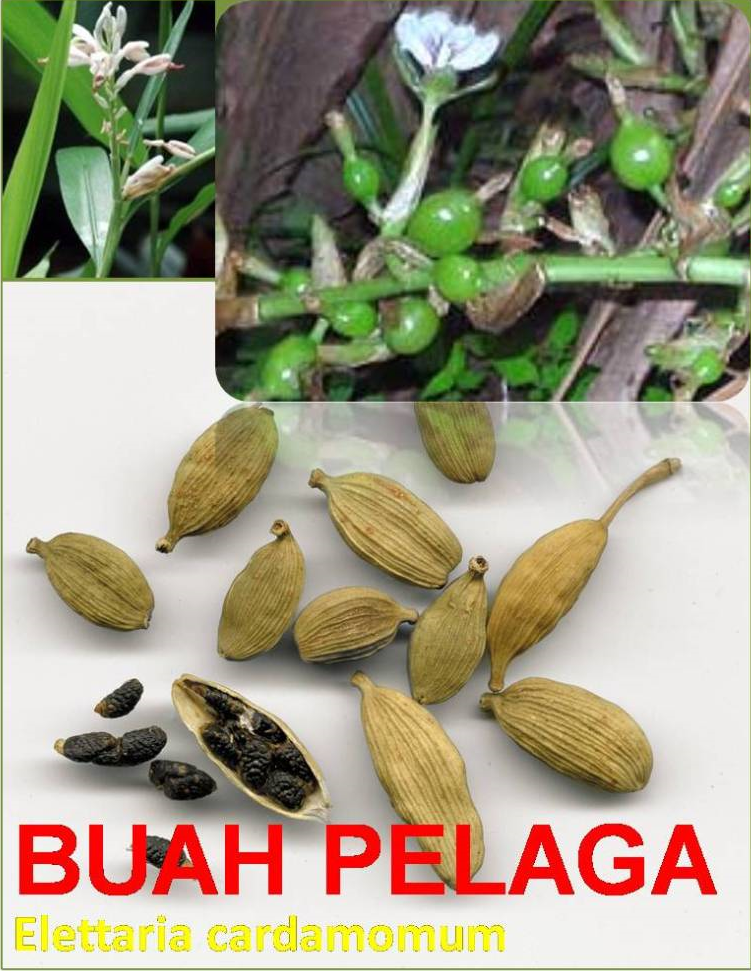 BUAH PELAGA (Elettaria cardamomum) – Petua & Tips