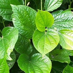 Kebaikan Herba untuk penyakit Kencing Manis – Petua & Tips