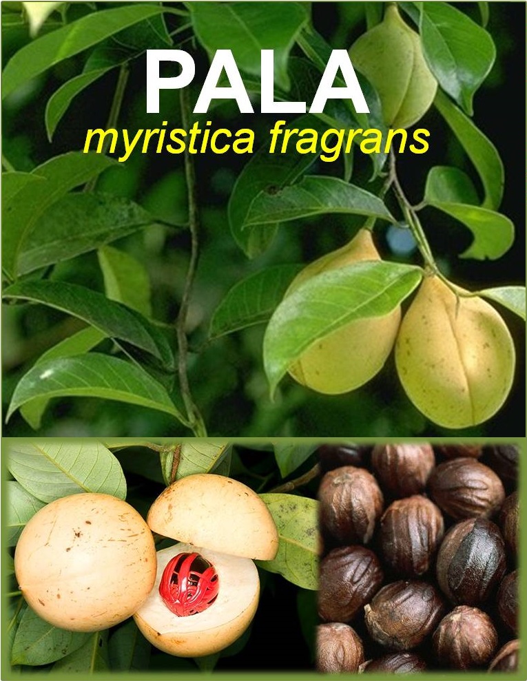 PALA (myristica fragrans) – Petua & Tips