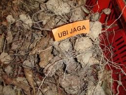 Khasiat ubi jaga – Petua & Tips